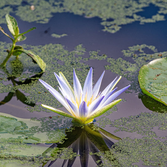 Health Benefits Of The Blue Lotus Flower - Circulation, Vitality And Flow - The Cure All