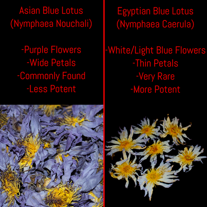 The REAL Blue Lotus Flower - Nymphaea caerula