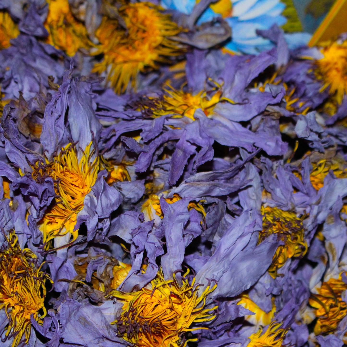 The Zenpire - Blue Lotus Flowers