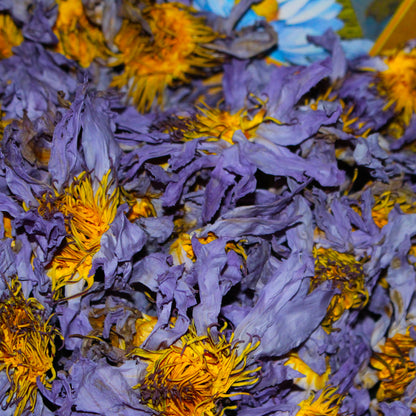 The Zenpire - Blue Lotus Flowers