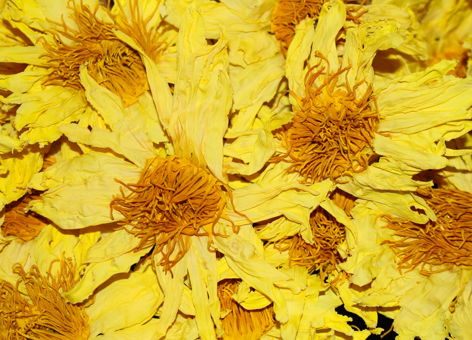 Close-up of dried yellow lotus flowers 