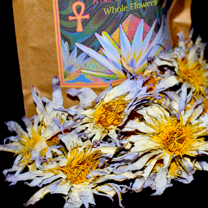 The REAL Blue Lotus Flower - Nymphaea caerula