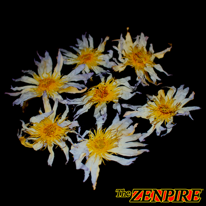 The REAL Blue Lotus Flower - Nymphaea caerula