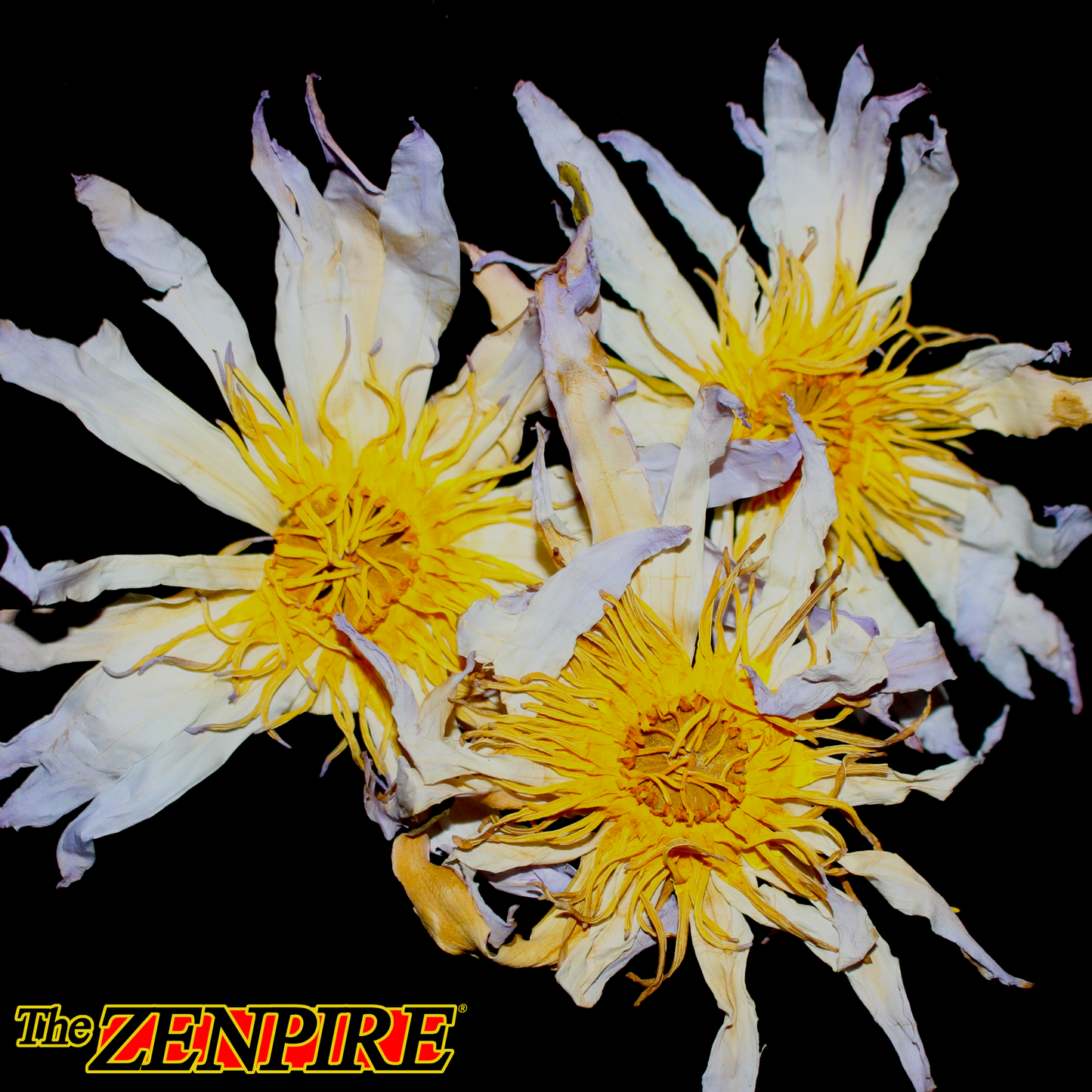 The REAL Blue Lotus Flower - Nymphaea caerula