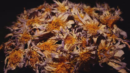 The REAL Blue Lotus Flower - Nymphaea caerula