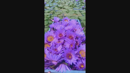 The Zenpire - Blue Lotus Flowers